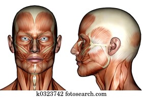 Face Muscles Face Muscles