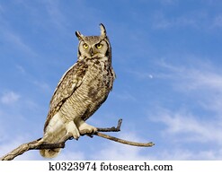 grande coruja horned