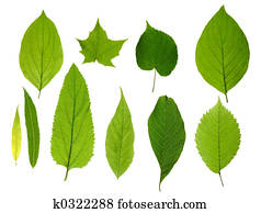 Green leaves isolated
