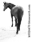 horse horse