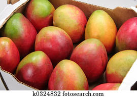 mango mango
