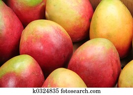 mango mango