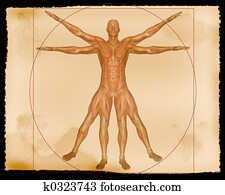 Muscle Illustration Muscle Illustration