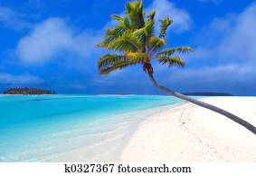 Paradise Palm Paradise Palm