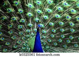 Proud Peacock Proud Peacock