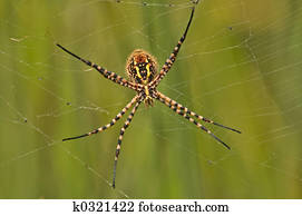 Spider Spider