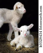 Sping Lamb Sping Lamb