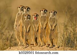 Suricate family Suricate family