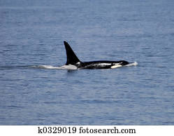 Whale 0061 Whale 0061