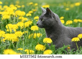 Cat in the Flowers Cat in the Flowers