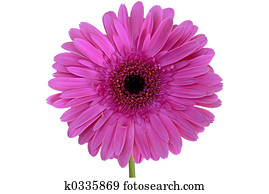 Isolated Gerbera