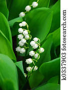 Lily-of-the-valley closeup