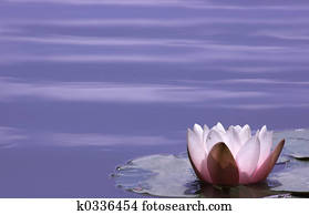 Lily Lily