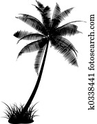Palm tree Palm tree