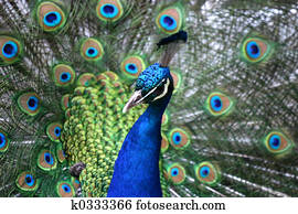 peacock peacock