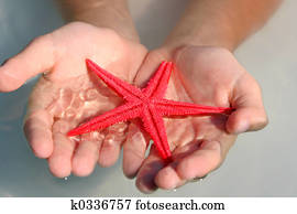 Starfish Starfish