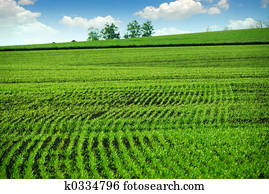 ירוק, תחום של חוה