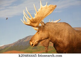 alces, em, canadense, selva