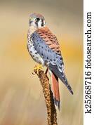American kestrel sitting on a mullein