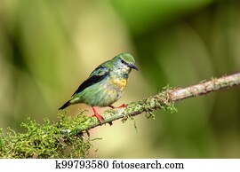 Red-legged honeycreeper female, La Fortuna, Costa Rica
