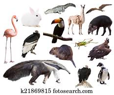 Set of anteater and other animals of South America