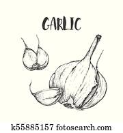 Vector garlic handdrawn seamless pattern in the style of engraving. Vector garlic handdrawn seamless pattern in the style of engraving.