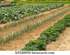 Vegetable garden Vegetable garden