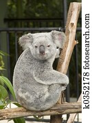 A cute koala bear at Australia Zoo A cute koala bear at Australia Zoo