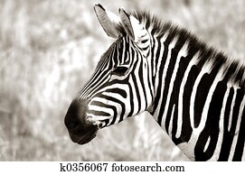 Adult Zebra Adult Zebra