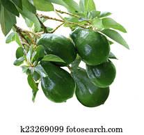 Avacado Tree Avacado Tree