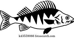 Barsch Clipart | 1000+ Barsch EPS Images | Fotosearch