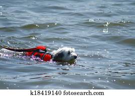 Dog swimming