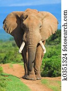 Elephant portrait Elephant portrait