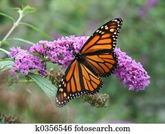 Monarch Butterfly and Wild Flowers Monarch Butterfly and Wild Flowers