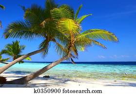 PHENOMENAL BEACH WITH PALM TREES AND BIRD