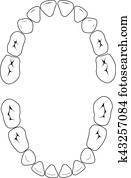 primary teeth vector primary teeth vector
