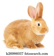 Rabbit Rabbit