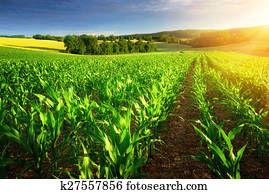 Sunlit rows of corn plants