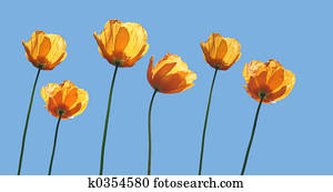 Yellow poppies