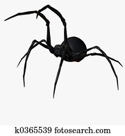 Black Widow Spider Black Widow Spider