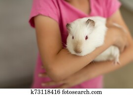 Animal Friendship Short Haired Guinea Pig Golden Hamster Stock