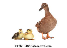 duck duck