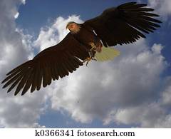 Eagle Eagle
