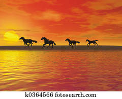 horses horses