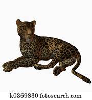 Leopard Leopard