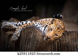Leopard Leopard
