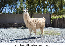 lhama, em, purmamarca, Jujuy, Argentina.