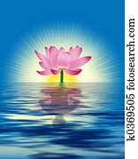 Lotus Reflection Lotus Reflection
