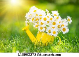 Spring flowers Spring flowers