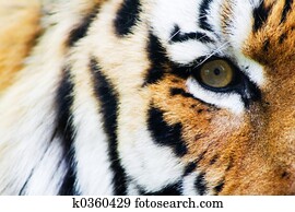 Tiger Tiger